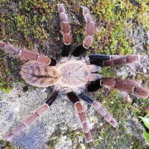 Ornithoctoninae sp. "Siam Satu" 3-4cm