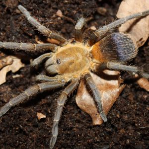 Pseudhapalopus sp. "Colombia" 0.5cm