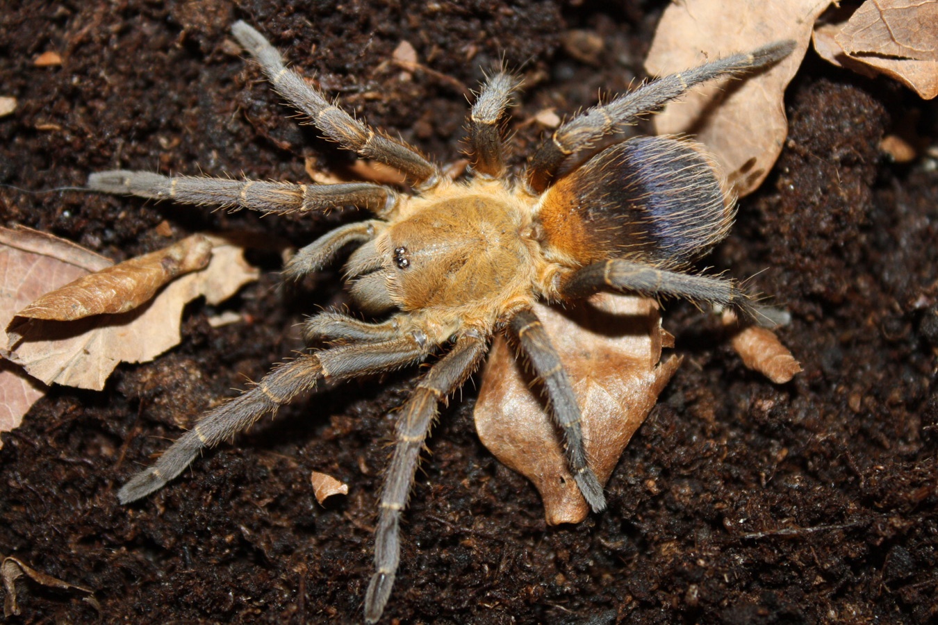 Pseudhapalopus sp. “Yellow-blue” Adult Female ♀