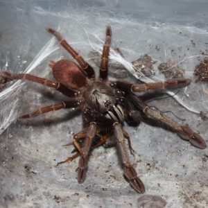 Cilantica agasthyaensis 3cm