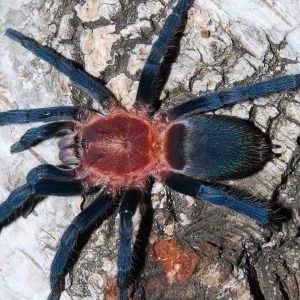 Holothele longipes 1cm