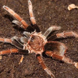 Sericopelma sp. "Santa Catalina" Mature Male ♂ 8/25
