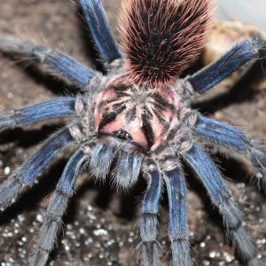 Xenesthis sp. "Blue" 8-10cm Female♀