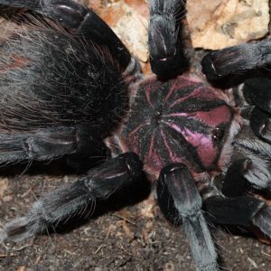 Xenesthis sp. "Megascopula" 3cm