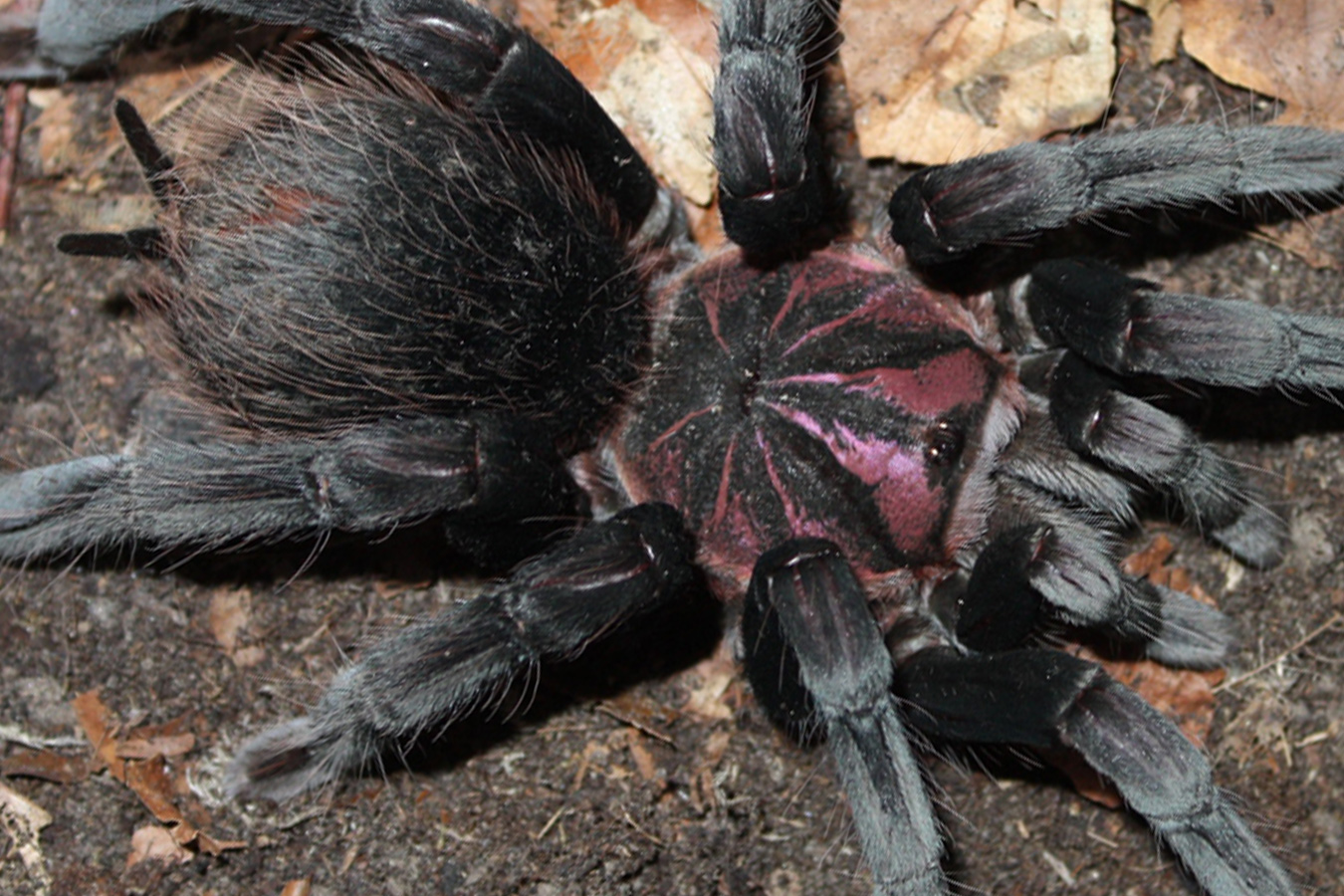 Xenesthis sp. “Megascopula” 3cm