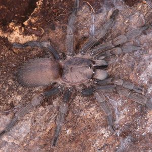Chaetopelma olivaceum 2-3cm
