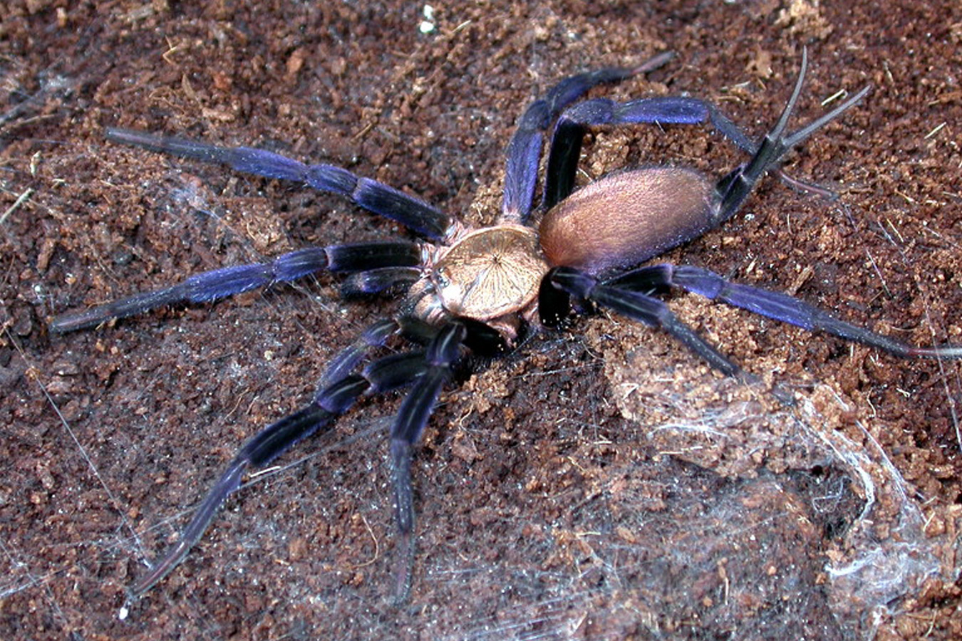 Linothele megatheloides 2cm