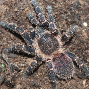Neischnocolus sp. "Panama" 4cm Female ♀