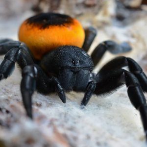 Eresus walckenaeri "Peloponnes Peninsula" 0.5cm 3-4 Moult