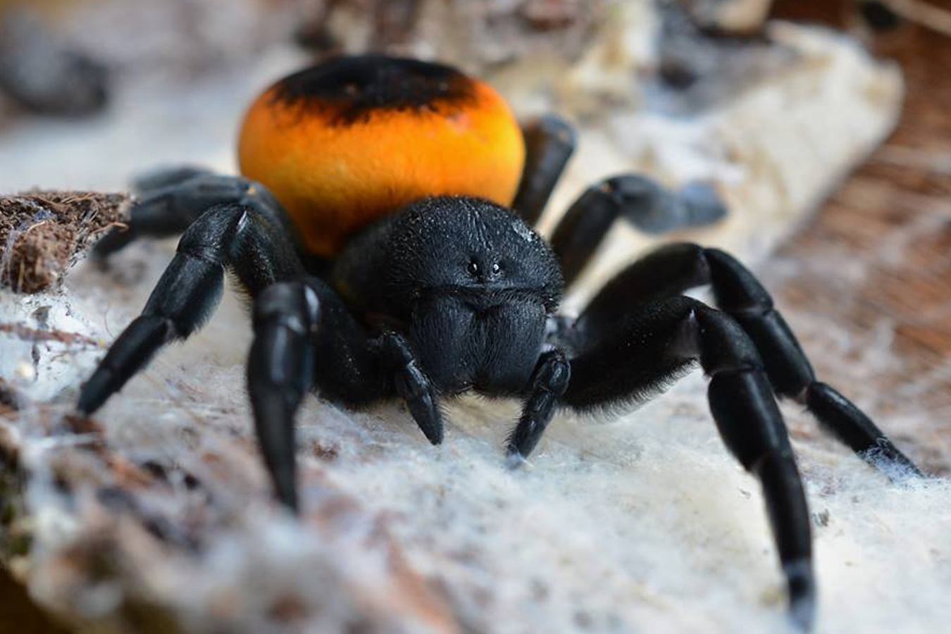 Eresus walckenaeri “Peloponnes Peninsula” 0.5cm 3-4 Moult