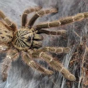 Pterinochilus murinus TCF "Kenya" 3cm