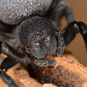 Eresus walckenaeri 0.5cm