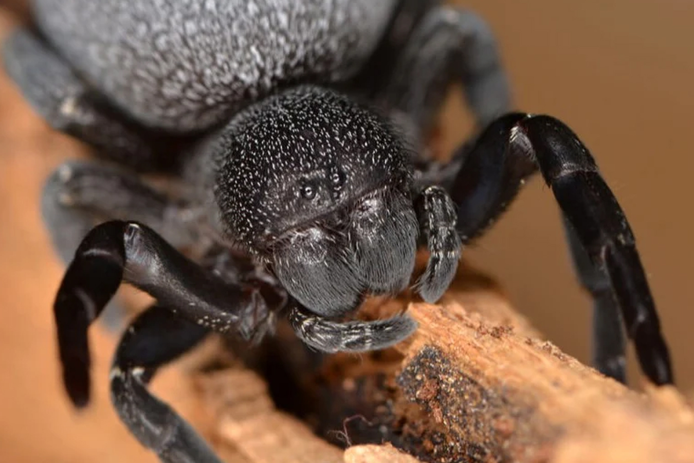 Eresus walckenaeri 0.5cm