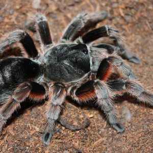 Grammostola alticeps 5-6cm