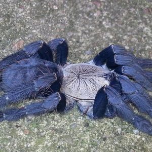 Cyriopagopus sp. “Hati Hati” 7cm Female♀