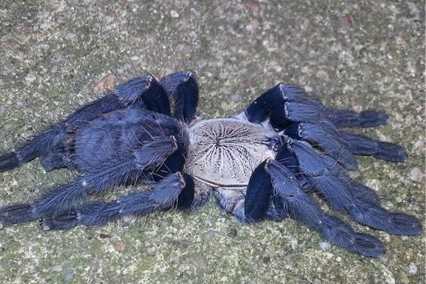 Cyriopagopus sp. “Hati hati” 8-9cm Male ♂