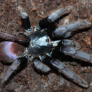 Cilantica devamatha 1-2cm x5