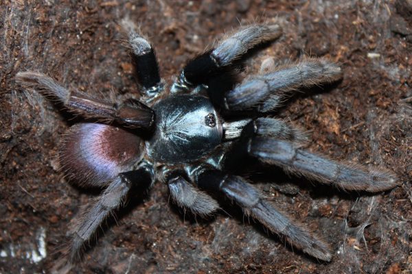 Cilantica devamatha 1-2cm x5
