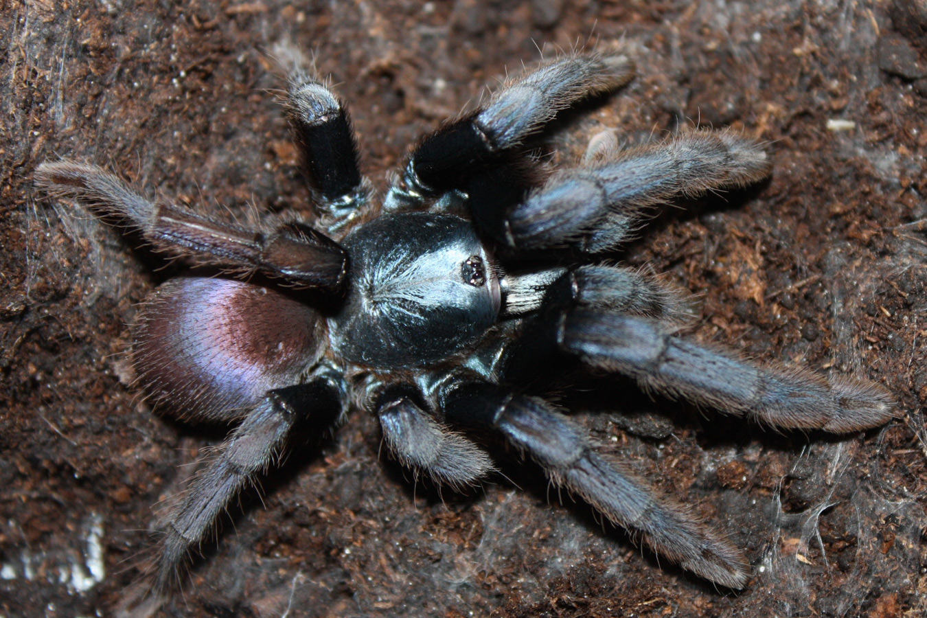 Cilantica devamatha 1-2cm x5