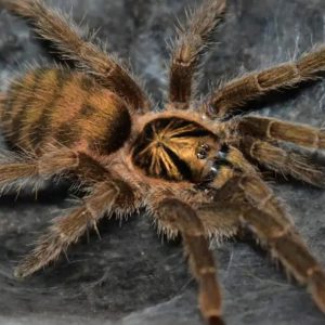 Neoholothele incei 6cm Adult Female ♀