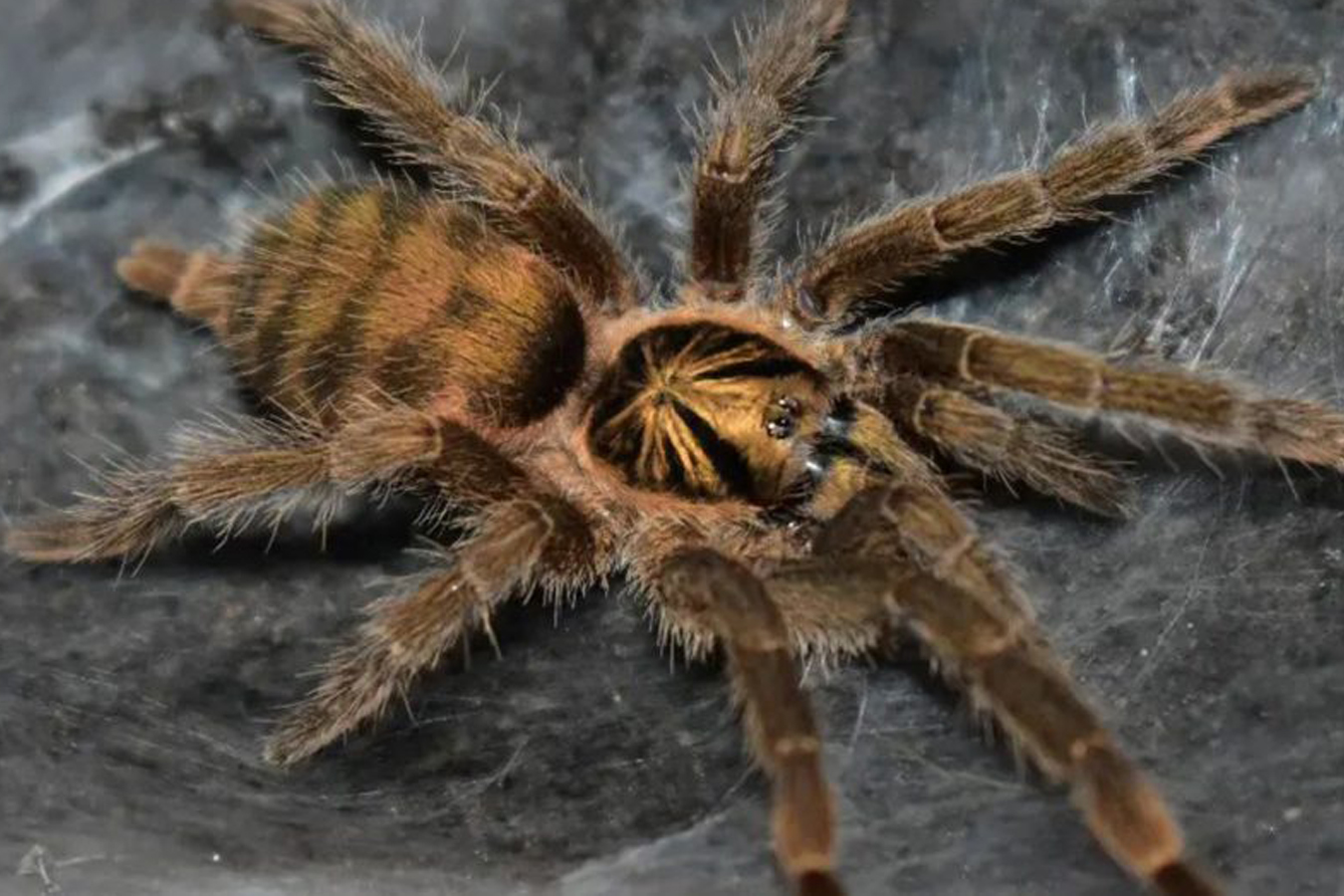 Neoholothele incei 6cm Adult Female ♀