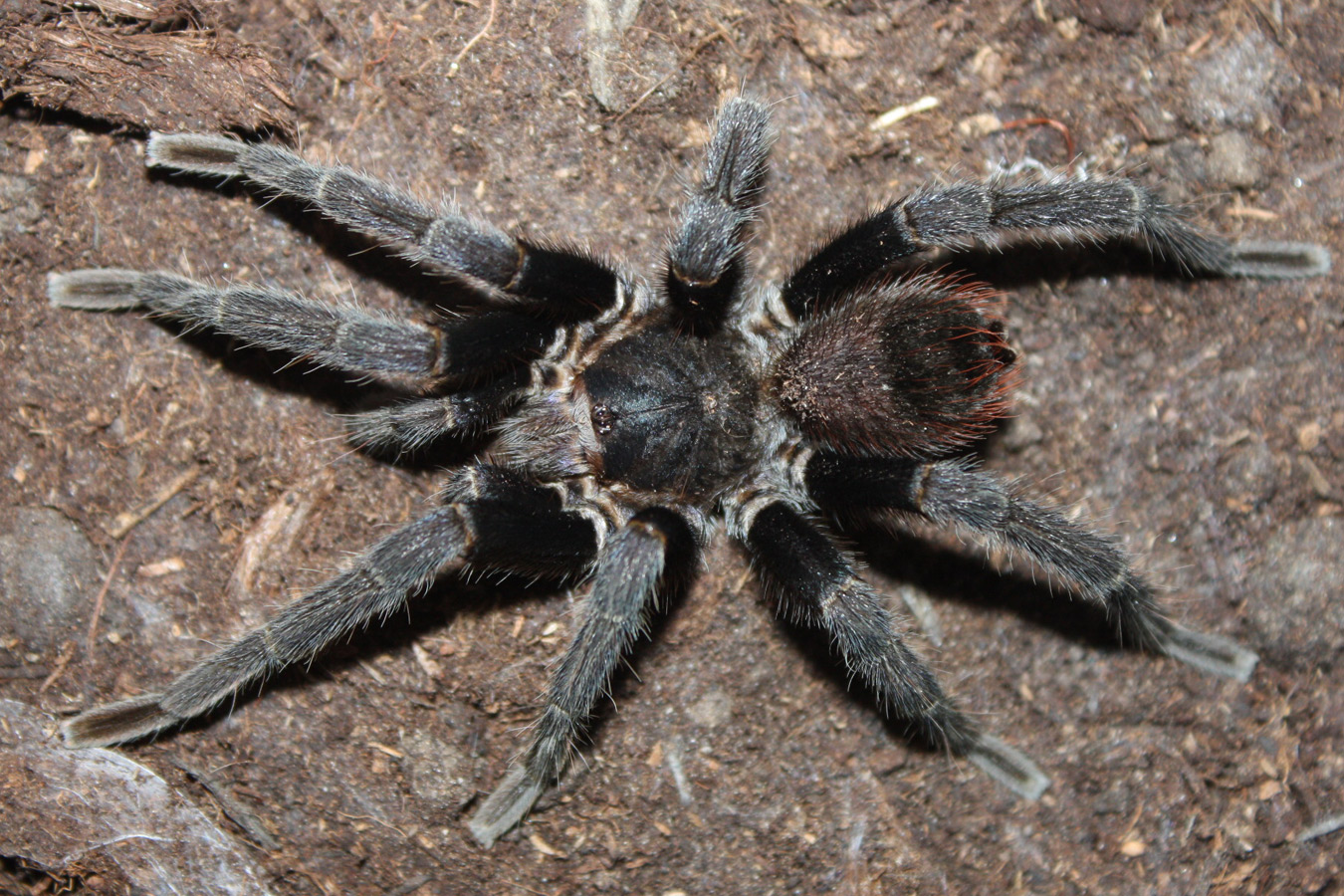 Crassicrus sp. “Veracruz” Mature Male♂ 07/26