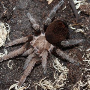 Crassicrus sp. "Veracruz" Mature Male ♂ 09/25