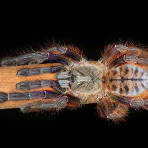 Phormingochilus everetti 3-4cm x5