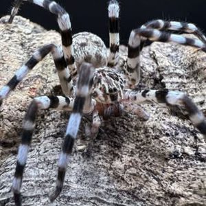 Viridasius fasciatus 4cm