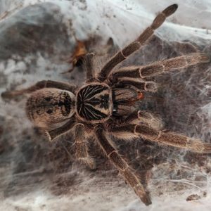 Harpactira sp. "Silaka" 4-5cm