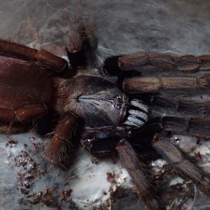 Haploclastus sp. "kali" 3cm