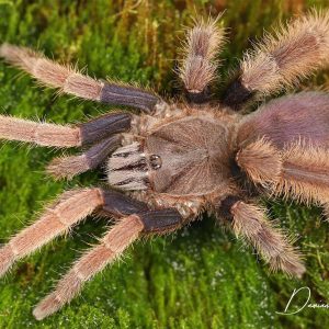 Coremiocnemis hoggi 2-3cm