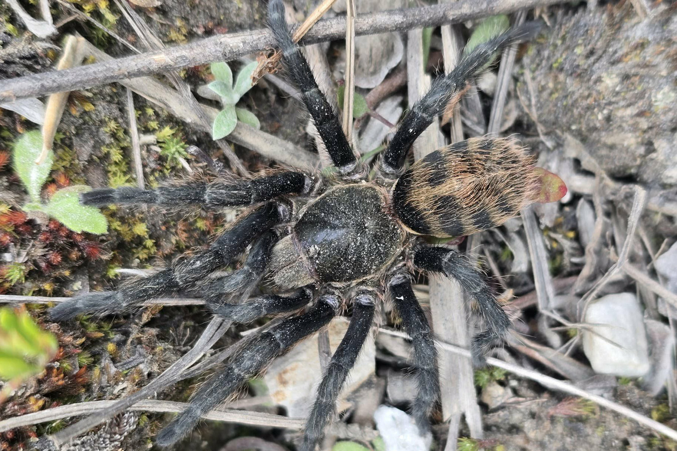 Anqasha picta 2cm