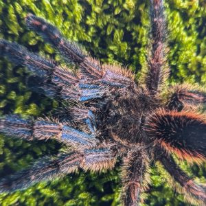 Ybyrapora diversipes 7-8cm Female ♀