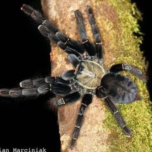 Phormingochilus pennellhewlettorum 3cm