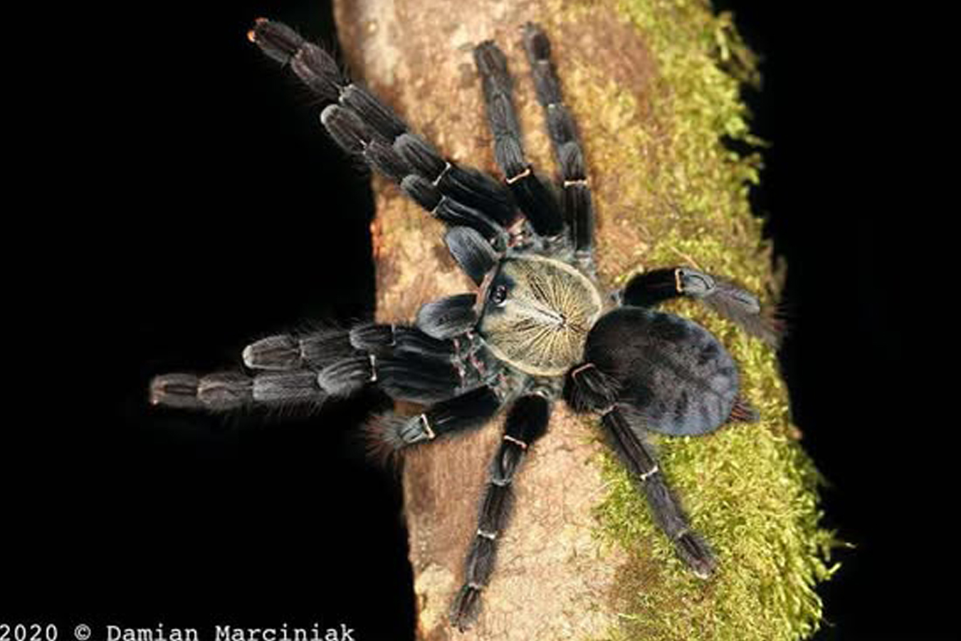 Phormingochilus pennellhewlettorum 3cm