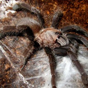 Selenocosmia peerboomi 1-2cm