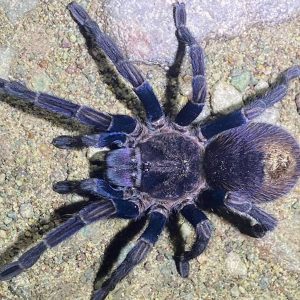 Thrixopelma sp. "Purple blue" 3cm