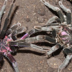 Xenesthis sp. "White" 3cm