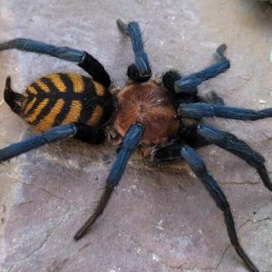 Diplura sp. "Agua Fria" 1-2cm