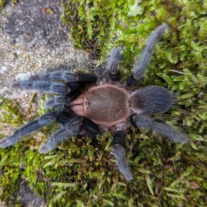 Selenocosmiinae sp. "Albognathus" 3-4cm