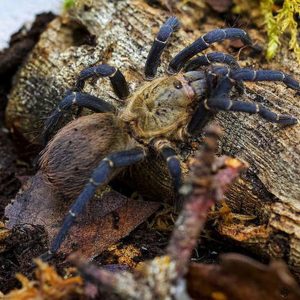 Cyclosternum sp. "Aureum" 1cm