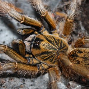 Augacephalus breyeri 2cm