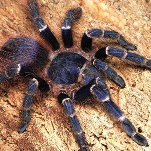 Nhandu cerradensis 1-2cm