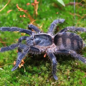 Guyuita cerrado 4cm Sub Adult