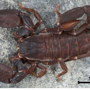 Chaerilus cimrmani I2-3 0.5cm