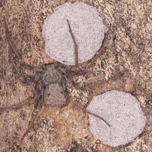 Sicarius gracilis 5/6th moult *SEE DESCRIPTION