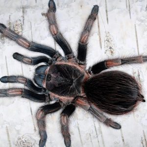 Lasiodorides polycuspulatus 1-2cm