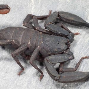 Scorpiops citadelle I3-4 2cm