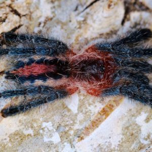 Ybyrapora sooretama 2cm